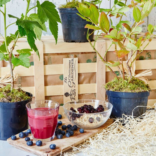 Superfood Berry Gift Box