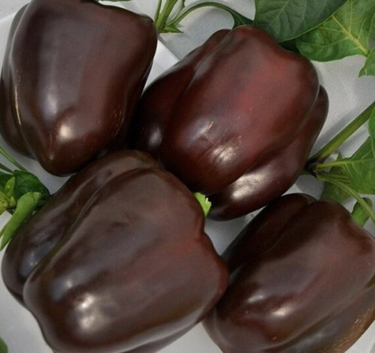 Pepper Seeds Chocolate