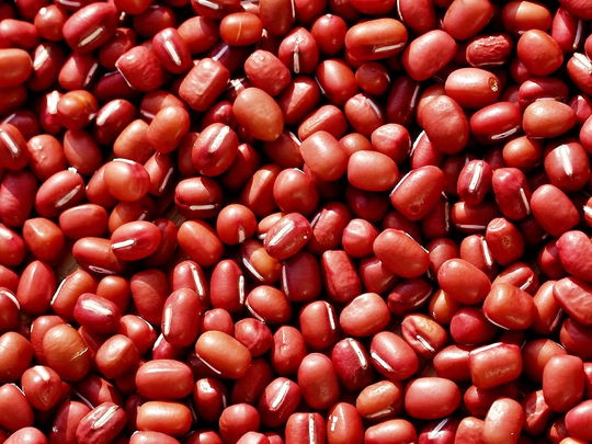 Adzuki Bean Seeds/Vigna Angularis Heirloom Red High in Vegetarian Protein Usa Based Seller Non-Gmo