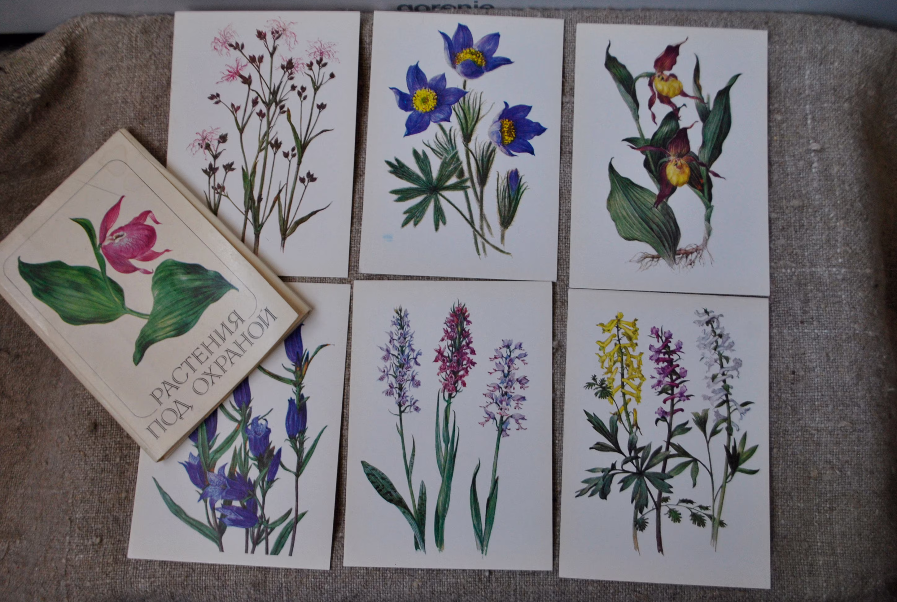 Set Of 32 Botanical Color Cards Illustrations Protected Plants, Artist Shipilenko A.1981