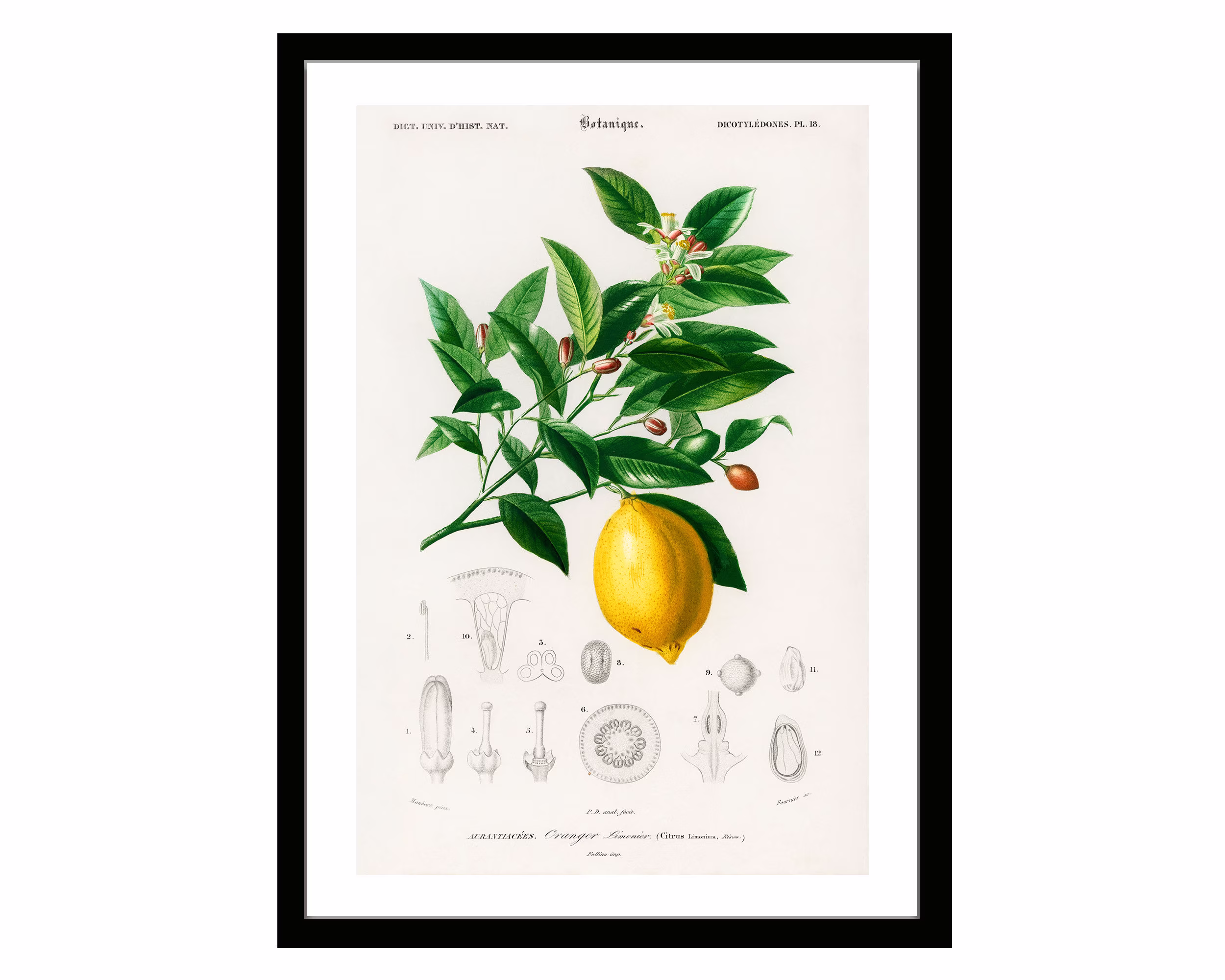 Lemon Vintage Botanical Poster Print Of Retro Herbs Plants & Trees Illustration Kitchen Art Decor. Giclee Set