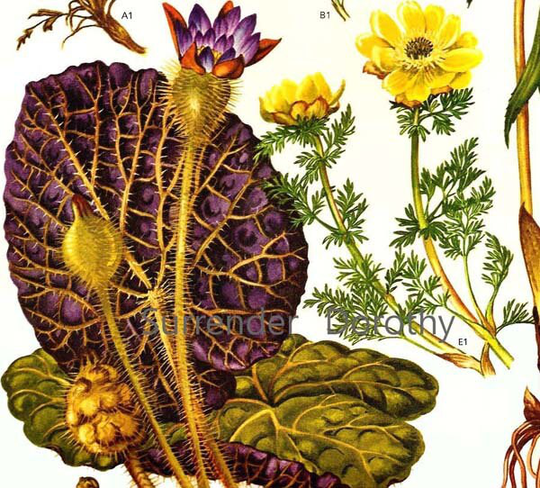 Fox Nuts Water Lily Plants Euryale Ferox Flowers Himalayan China Botanical Exotica 1969 Large Vintage Illustration To Frame 91