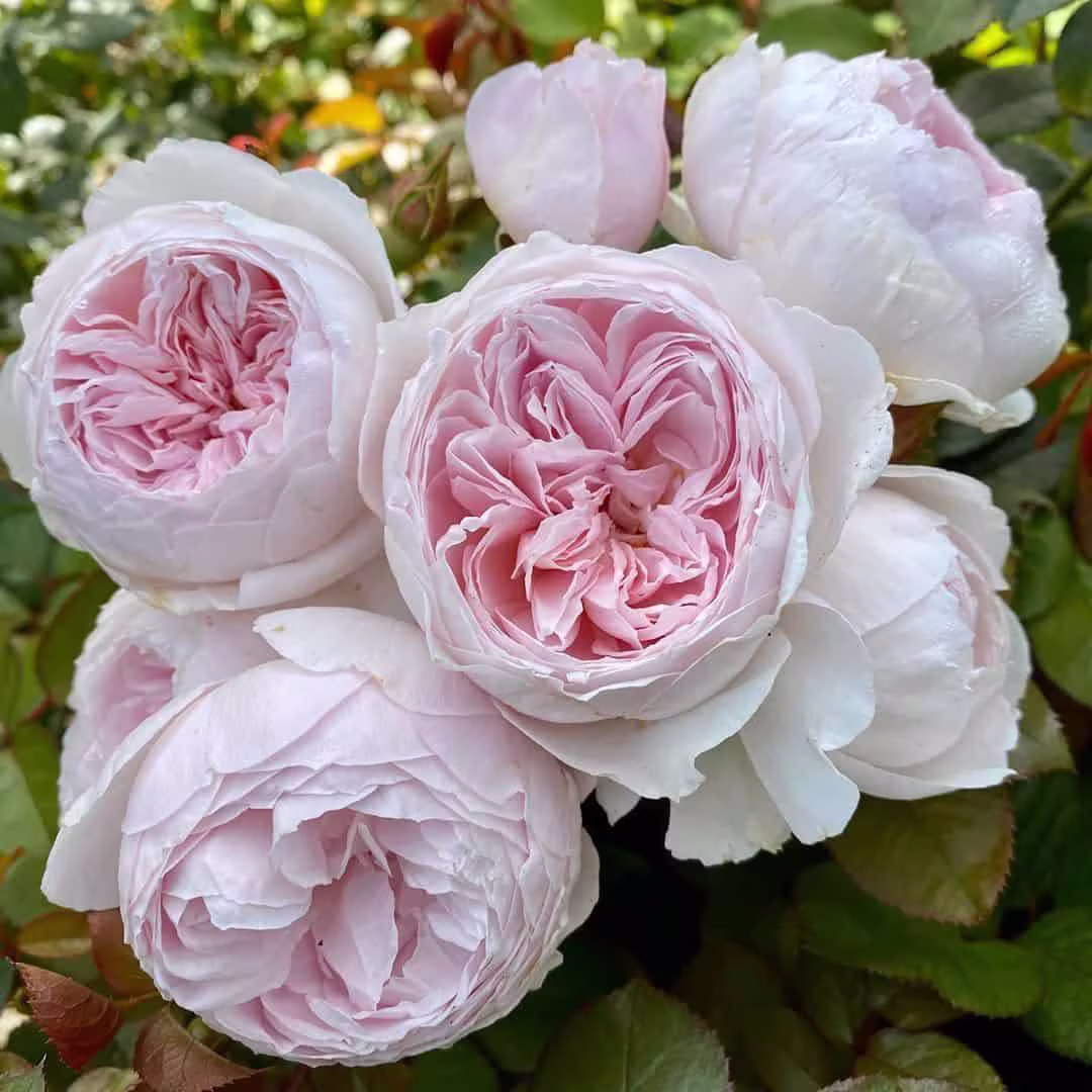 10-25 Popular Earth Angel Rose Bush Flower Seeds - Us Seller Pink Scented Peony Shaped Blossom Floribunda Fruity Fragance
