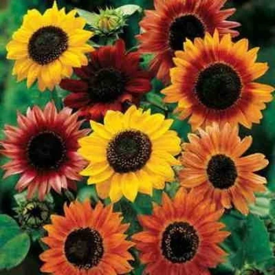 Sunflower Variety Mix 50 Seeds, Non Gmo, Fresh, Easy To Grow
