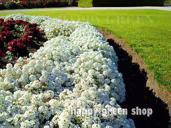 Alyssum - 1600 Seeds New Carpet Of Snow Lobularia Maritima Annual Flower