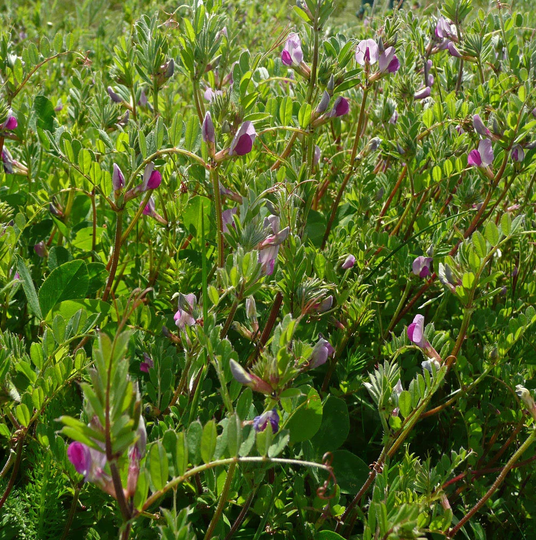 Common Vetch Vinca Sativa, Approx, 25 Seeds Wild Flower Seed