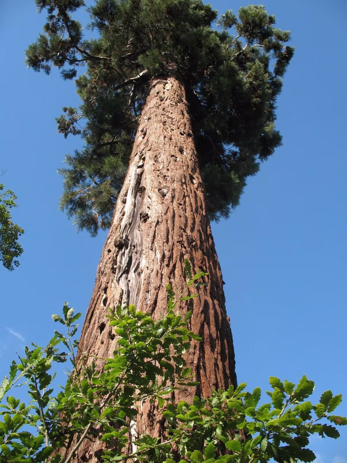 100 X Sequoiadendron Giganteum Seeds, Monster Giant Redwood