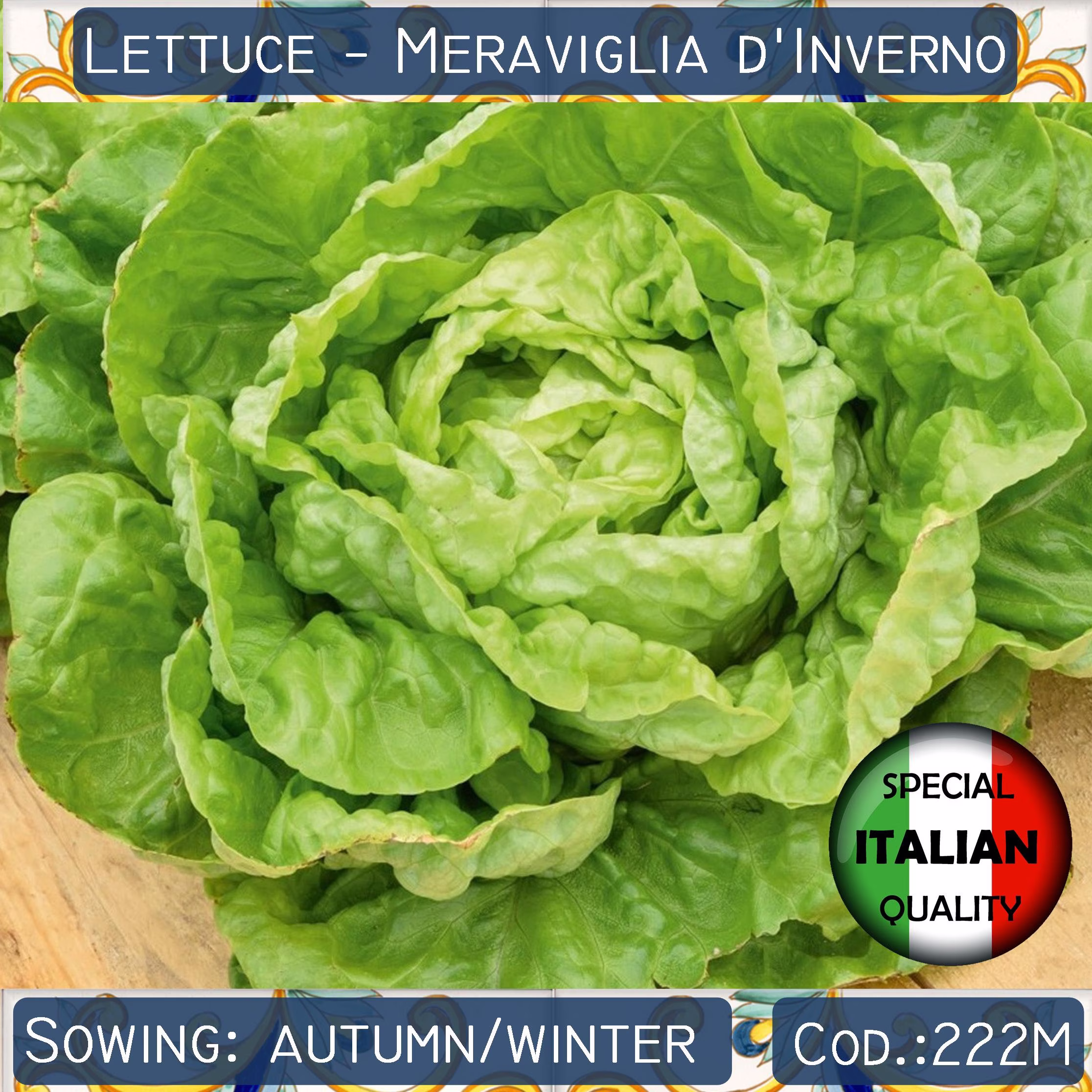300+ Lettuce Meraviglia D'inverno Seeds, Winter Wonder Boston Italian Vegetable Non Gmo #222M