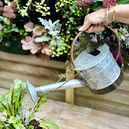 Zinc Watering Can Ltzkr041