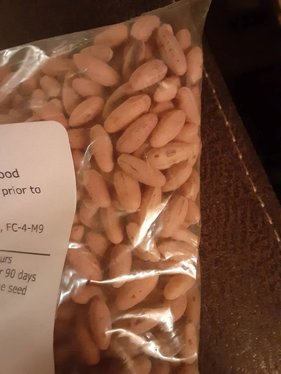 Japanese Cornel Dogwood. | Asiatic Dogwood Tree Seeds