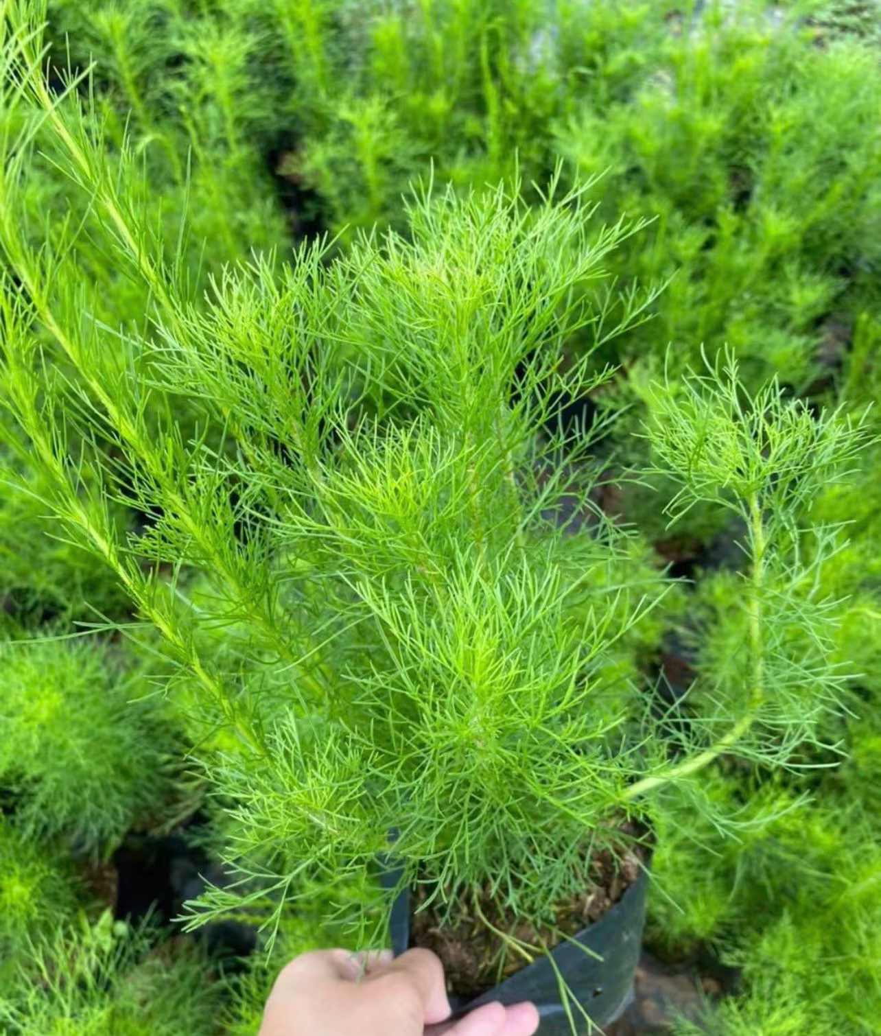 50 Dills Seed, Dill Bouquet Herb Seed