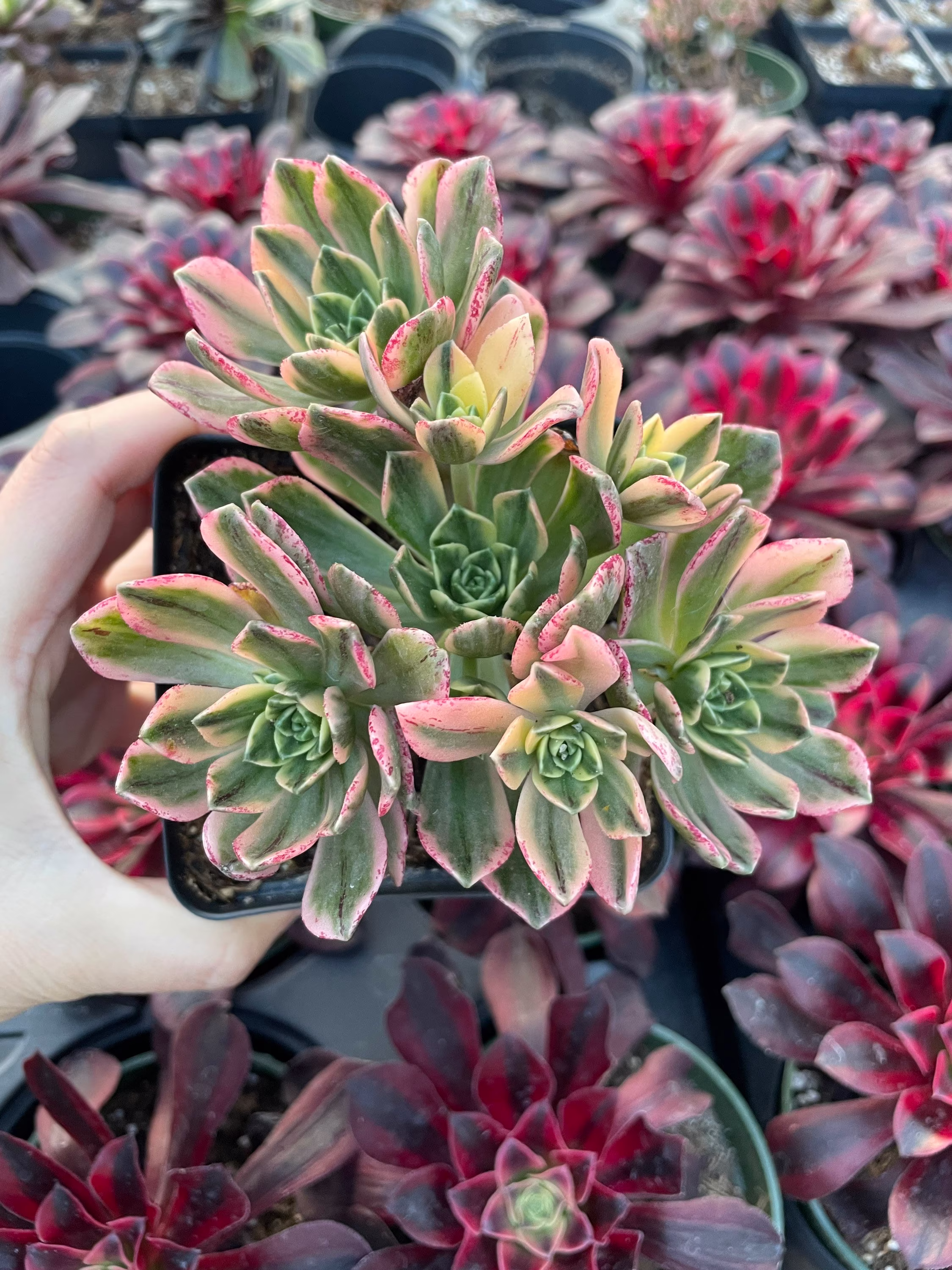 Rare Succulents - Aeonium Sweet Tea/Green Tea Variegated Small Cluster