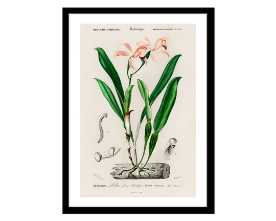 Lelia Orchid Vintage Botanical Poster Print Of Retro Herbs Plants & Trees Illustration Kitchen Art Decor. Giclee Set