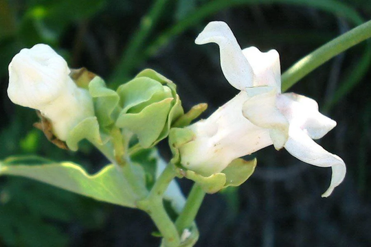 15 Araujia Sericifera Seeds, Cruel Plant Seeds , White Bladder Flower
