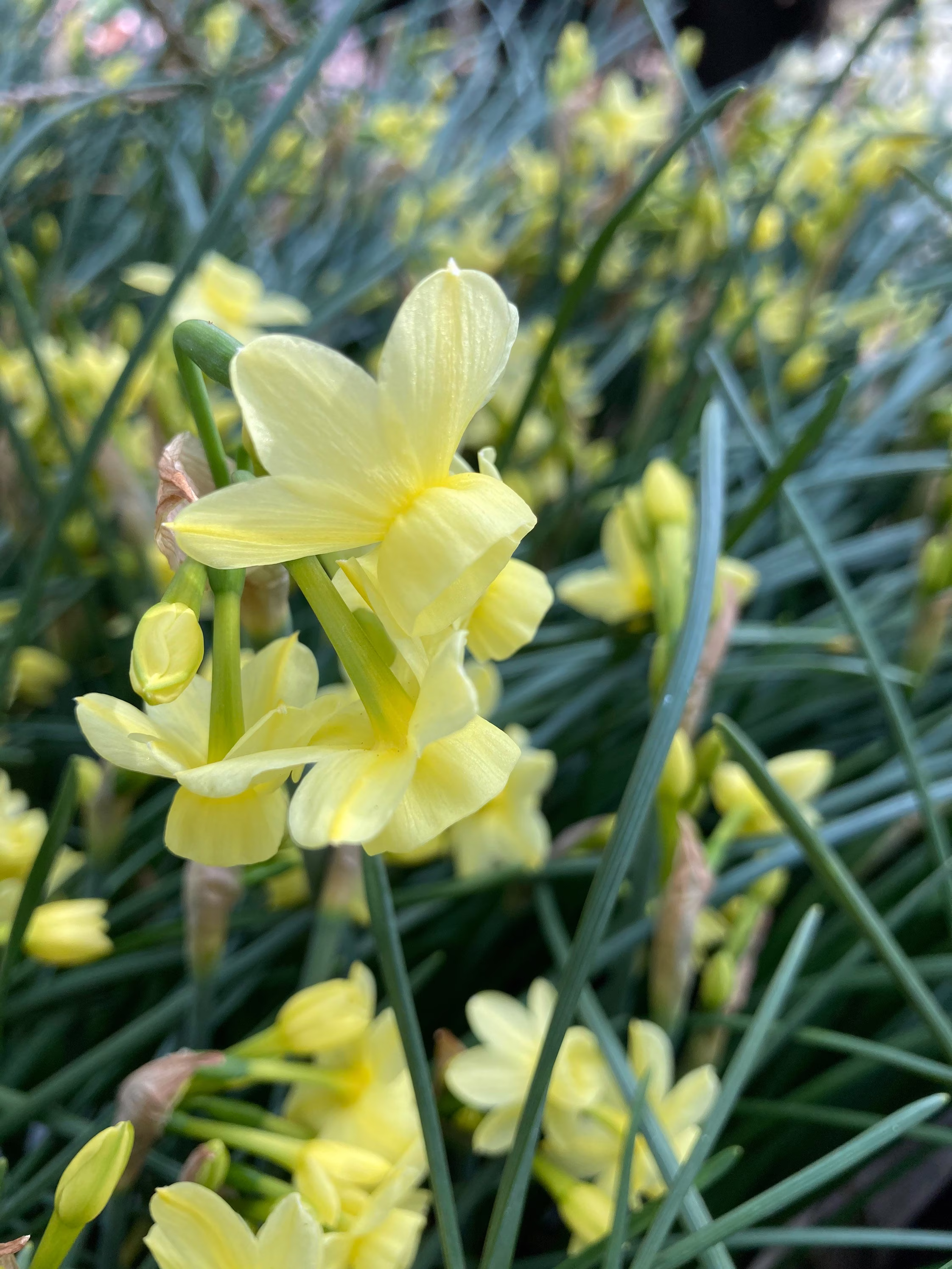 Narcissus