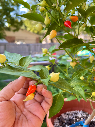 Biquinho Pepper Seeds