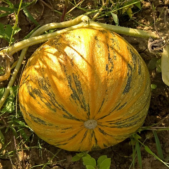Pumpkin MozolÑ–ivskyi 15 Seeds Draught Resistant Non Gmo For Planting | 201832
