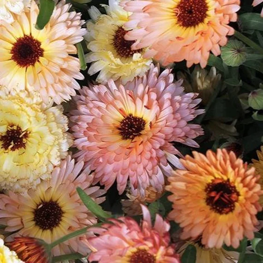Calendula Cantaloupe | Calendula Officinalis 15+ Flower Seeds
