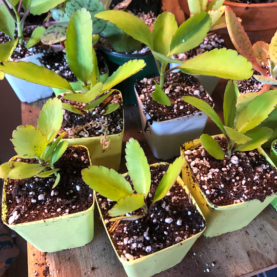 Leaf Of Life, Miracle Plant, Kalanchoe Pinata Bryophyllum, Medicinal Plant