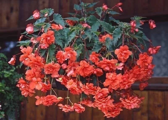Begonia Double Salmon Seeds | Orange Flower Tuberosa 25 Pink Hanging Basket Perennial Plant