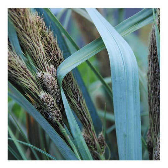 Carex Chathamica X25 Seeds, Ornamental Grass Fairy Flower Seeds
