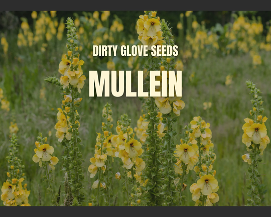 Mullein, Common 100+ Seeds Medicinal Herb Non-Gmo | Verbascum Thapsus