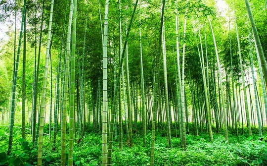 50 Giant Bamboo Seeds F4012