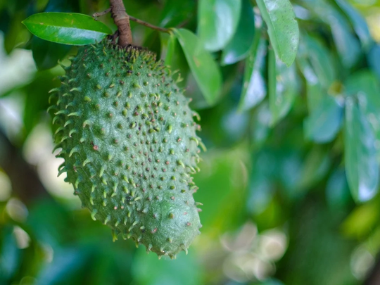Soursop Leaves