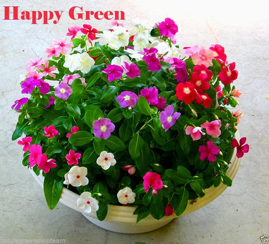Periwinkle Vinca Rosea Dwarf - 80 Seeds Catharanthus R. Ground Cover & Pot Flower