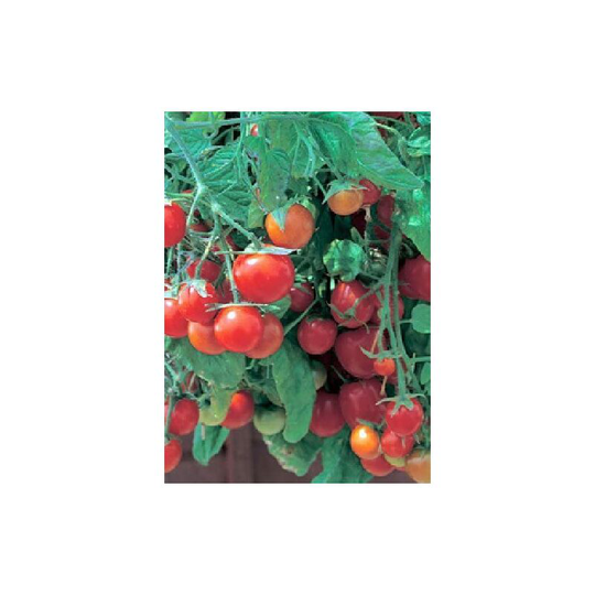 Vegetable seeds, small red tomatoes, at least 200 seeds per package.