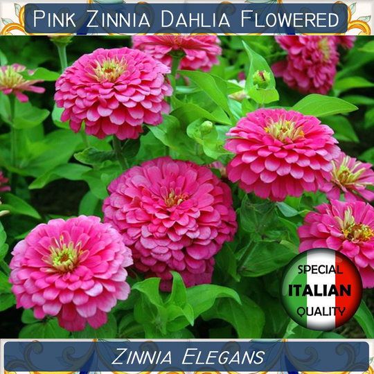 110+ Pink Zinnia Dahlia Flowered Seeds, Elegans Mexican Annual Flower Giant Seeds #fi608