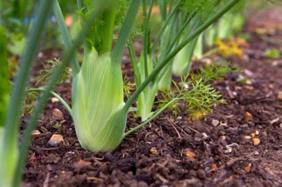 Organic Florence Fennel Seeds | Non - Gmo