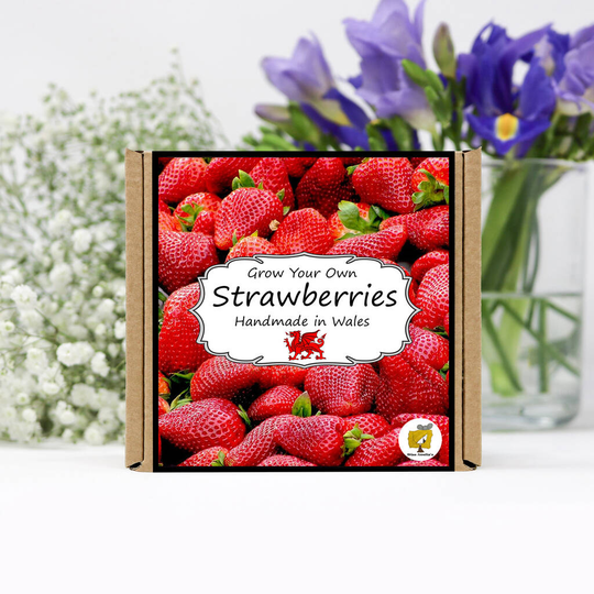 Grow Your Own Strawberry Plant Kit