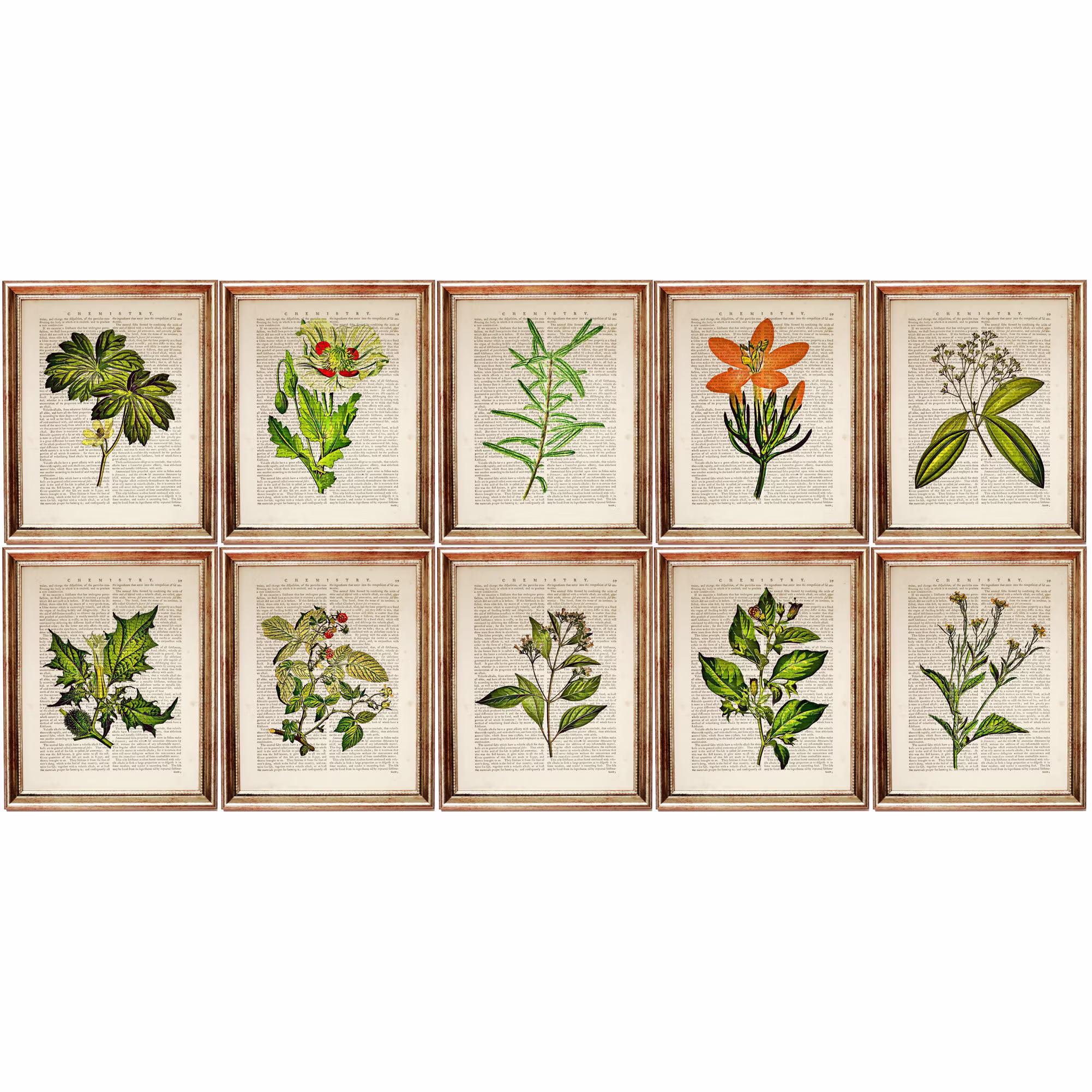 Set Of 10 Print, Herbal Prints, Botanical Wall Art For Bedroom, Herb Art, Poster, Wildflower Artwork