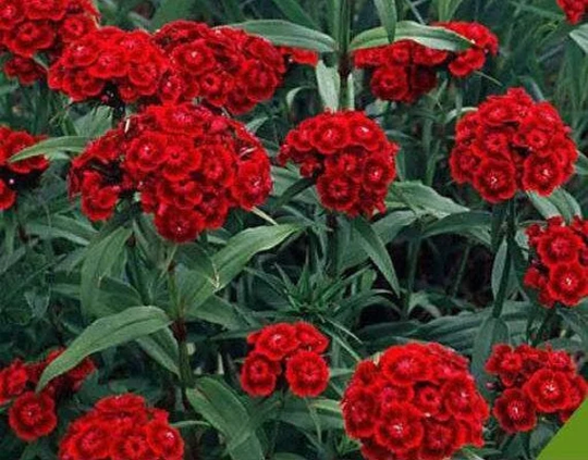Sweet William Flower Scarlet Beauty 100 Seeds, Fresh, Easy To Grow