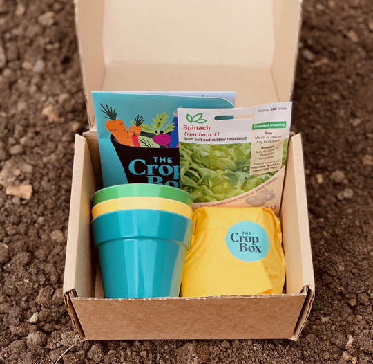 Grow Your Own Spinach Kit