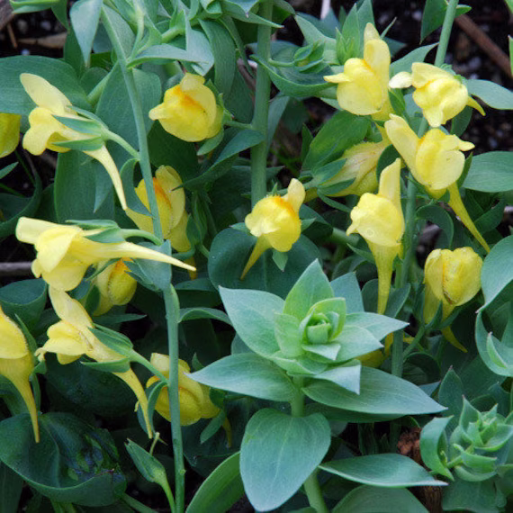 Linaria Dalmatica, Toadflax Approx. 50 Seeds Excellent Hardy Perennial