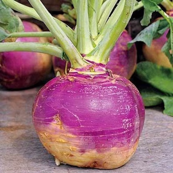 Rutabaga Laurentian Vegetable Seeds | Brassica Napus 50+Seeds