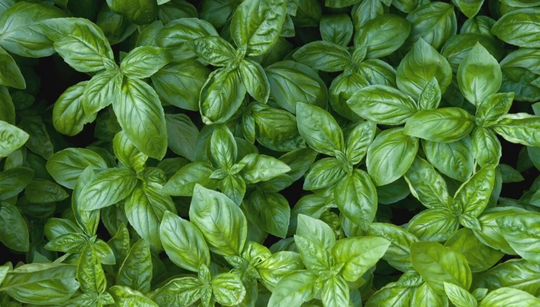 Organic Basil Seeds
