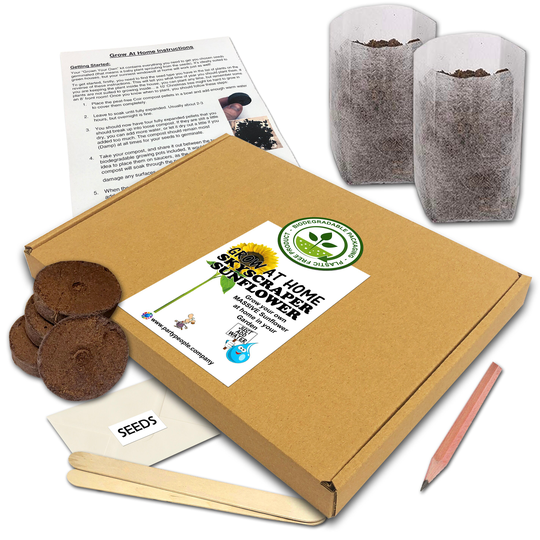 Grow Your Own Skyscraper Sunflower Kit | Flat Pack At Home - Ideal Birthday Gift, Great Fathers Day Gift