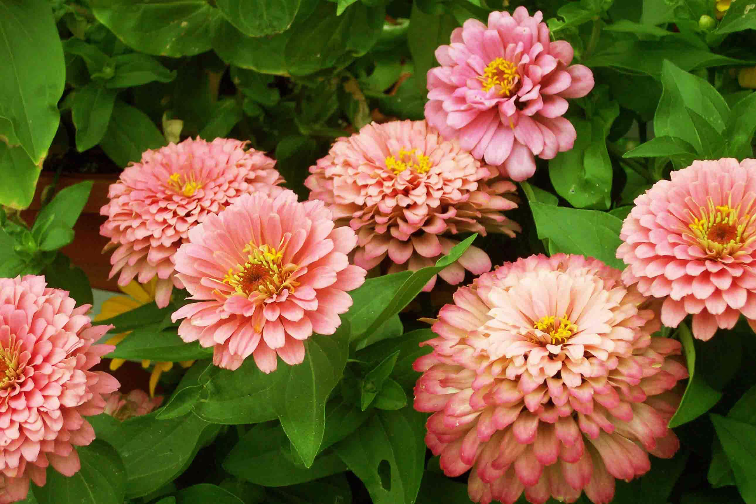 stunning "Pink Lemonade