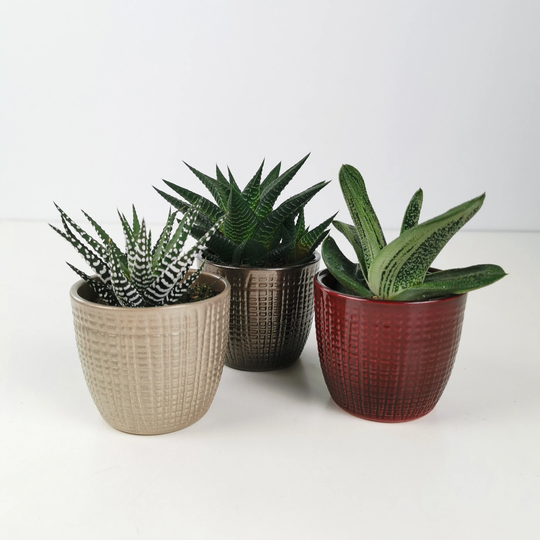 Trio Of Houseplant Succulents With Metallic Glaze Ceramic Planters/Plant Pots - Gift Or Wedding Favour