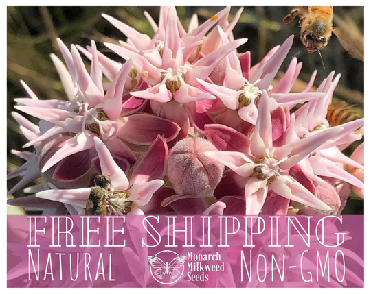 200+ Showy Milkweed Seeds | Non-Gmo | Asclepias Speciosa Monarch Butterfly Perennial Native Wildflower Garden Plant For Butterflies & Bees