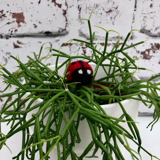 Plant Pot Decoration | Decor Felt Ladybird Bug