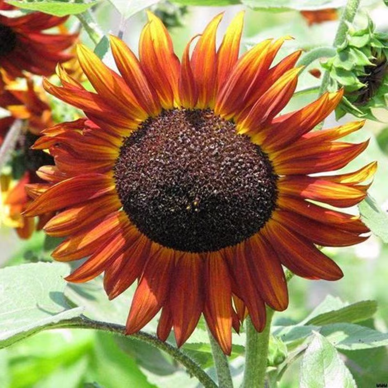 Sunflower Decorative Morning Sun Seeds Annual Flowering Non Gmo For Planting | 202019