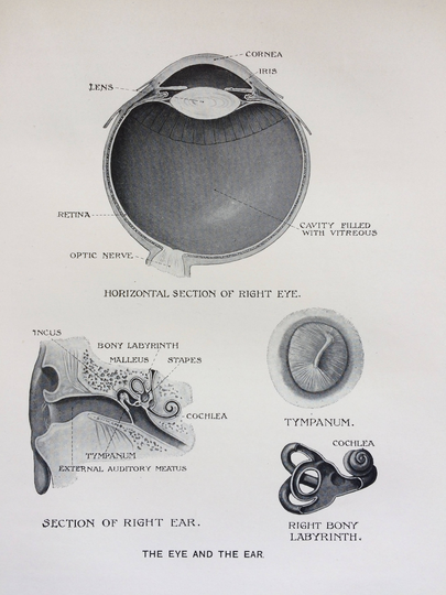 1920S Original Antique Matted Anatomical Print - The Eye & The Ear Anatomy Medicine Biology Senses Cornea Tympanum