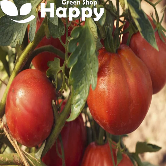 Vegetable - Tomato Herodes 150 Seeds Lycopersicon Esculentum Up To 300G Fruit Hardy