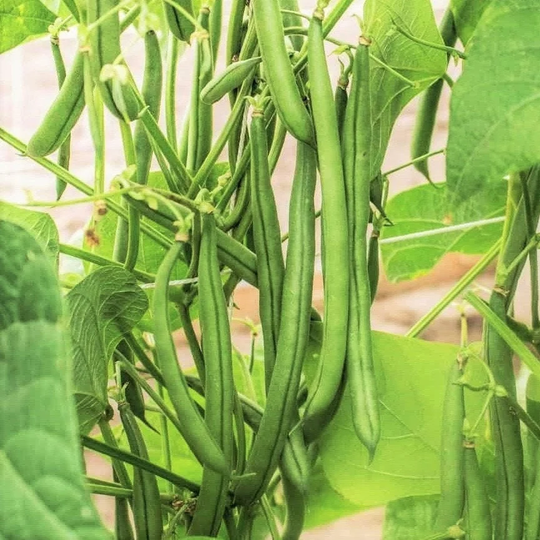 Blue Lake Fm1K Green Bean Seeds | Pole | Non Gmo Stringless Vine Runner Beans Fm-1K Garden Wax Vegetable Seed 2023 Season Fast Shipping