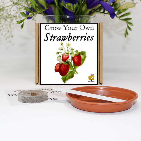 Grow Your Own Strawberry Plant Kit. Unusual, Gardening Gift, Birthday, Kids, Children, Him, Her, Seeds, Teacher Gift