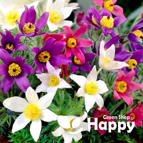 Anemone Pasque Flower - 70 Seeds Pulsatilla Vulgaris Rockery Alpine Early Flowering Perennial